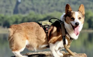 Help Einstein with Urgent Surgery